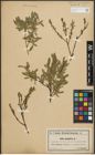 Foto von Salix purpurea L.
